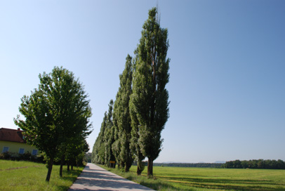 Kungota pri Ptuju - Topolov drevored