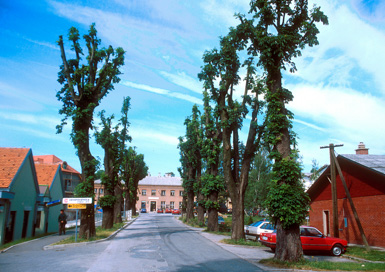 Poljčane - Kostanjev drevored