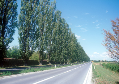 Murska Sobota - Topolov drevored