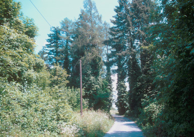 Vinarje - Park gradu Vinarje