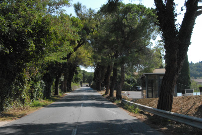 Portorož - Drevored pinij od Valete do križišča za Beli Križ
