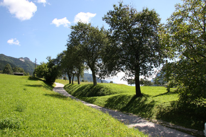 Dovje - Hruškov drevored