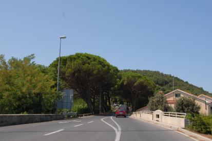 Strunjan - Drevored pinij od Strunjana do Portoroža