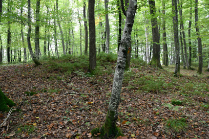Češnjice pri Trebelnem - Gomila Češenjski hrib