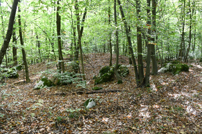Jelševec - Gomila na Kobilenci