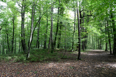 Roje pri Trebelnem - Gomilno grobišče Laze