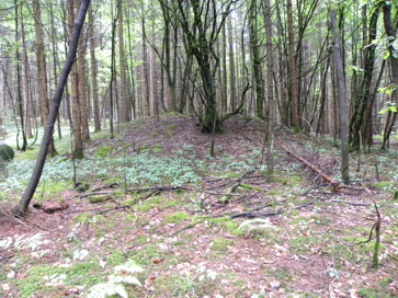 Novo mesto - Gomilno grobišče Zaboršt