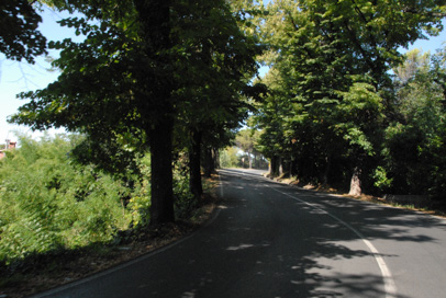 Portorož - Drevored ob Koprski cesti
