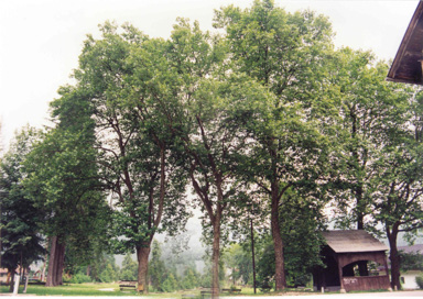 Bohinjska Bistrica - Park v Bohinjski Bistrici