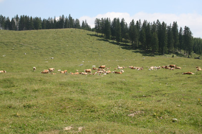 Jelendol - Planina Pungrat