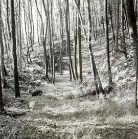Spodnja Javoršica - Gradišče Pelinovec