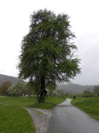 Vošče - Razpelo vzhodno od vasi