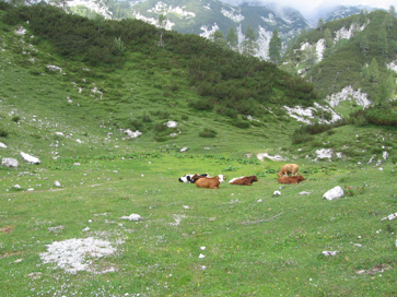 Stara Fužina  - Planina Jezerce