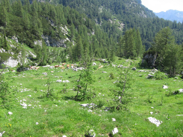Krnica - Planina Zgornja Krma