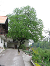 Križate - Dvorec Križate