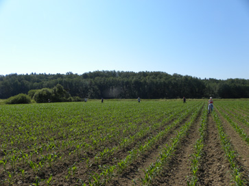 Hlaponci - Arheološko območje Hlaponci