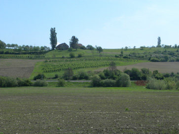 Pesnica pri Mariboru - Arheološko območje Ranca I